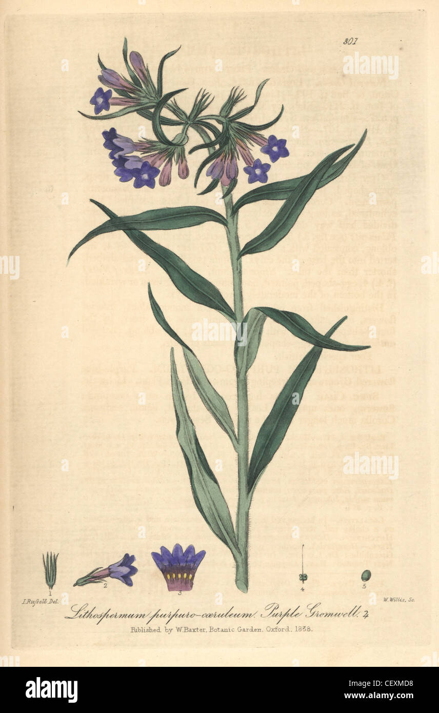 Purple gromwell, Lithospermum purpuro-coeruleum. Stock Photo