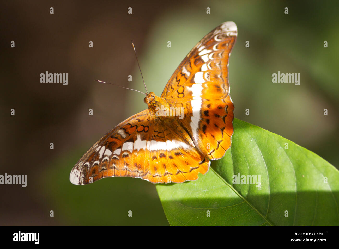 Cambodian butterfly at the 'Butterflies Garden Restaurant' in Street 25