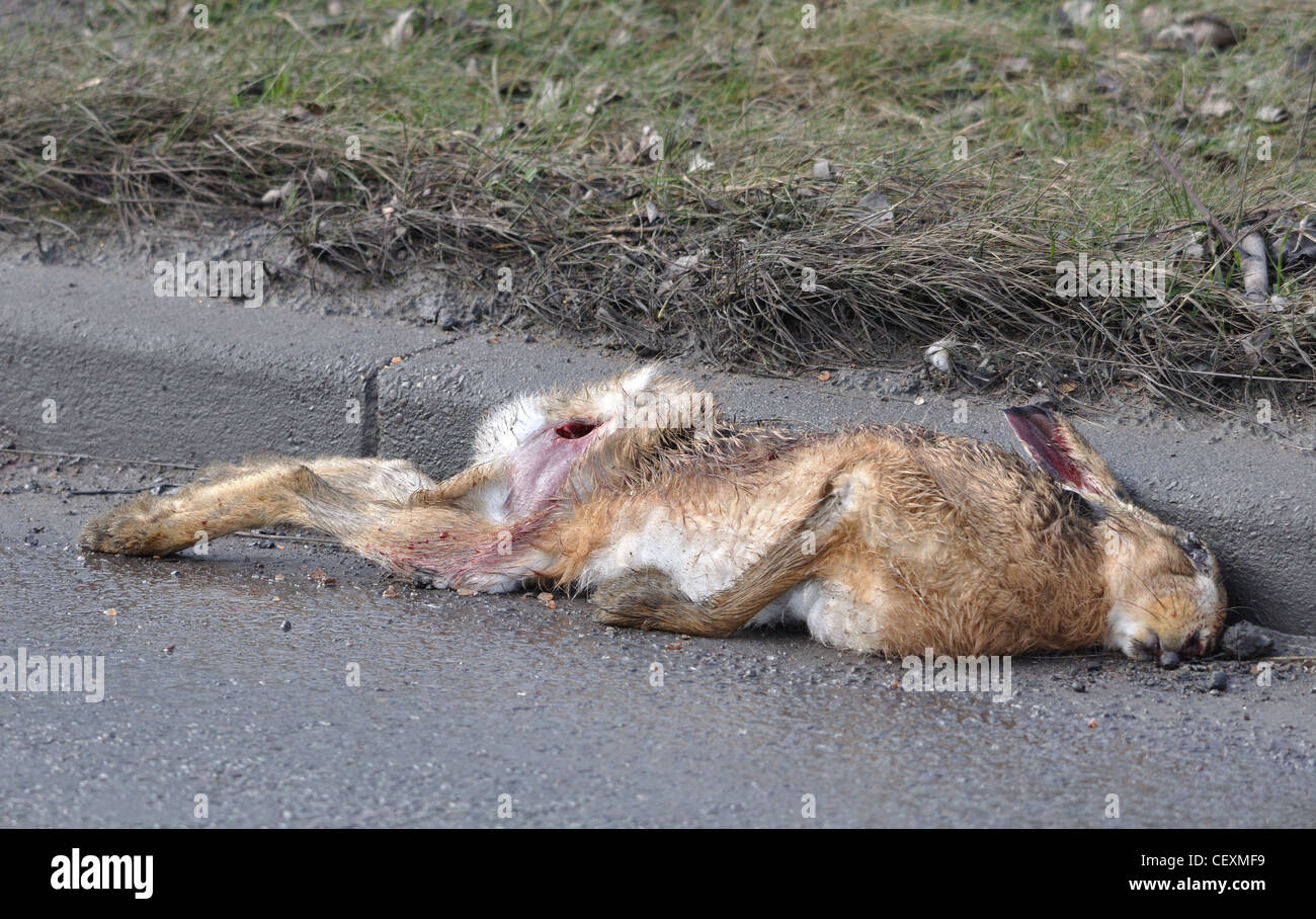 Roadkill laying at the side of the road Stock Photo