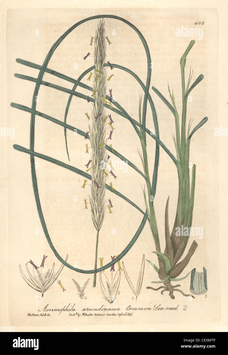 Botanical illustration of common reed hi-res stock photography and ...