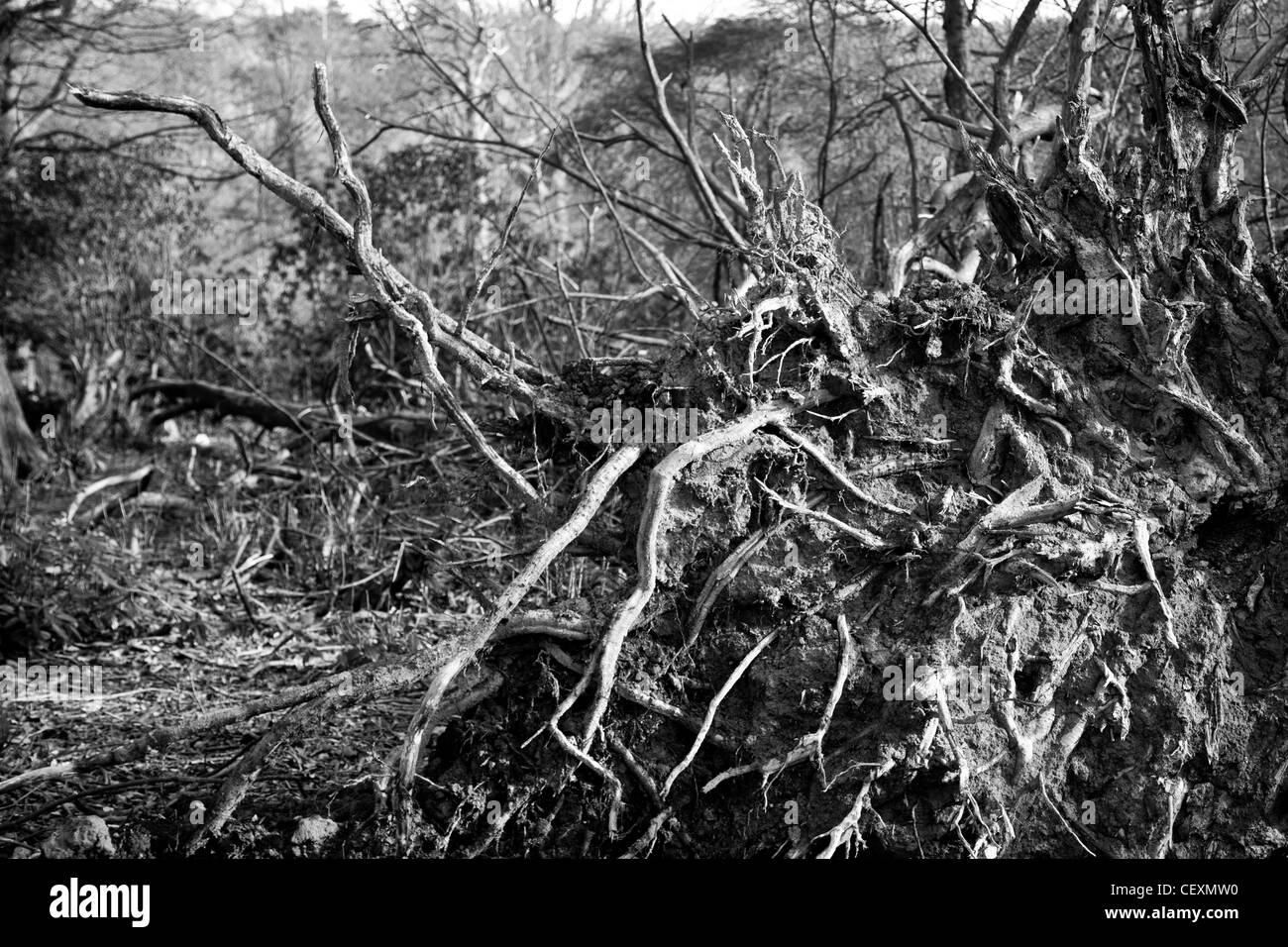 A fallen tree lies with its roots exposed, with a high contrast and detailed pattern of the roots as the focus of the image Stock Photo