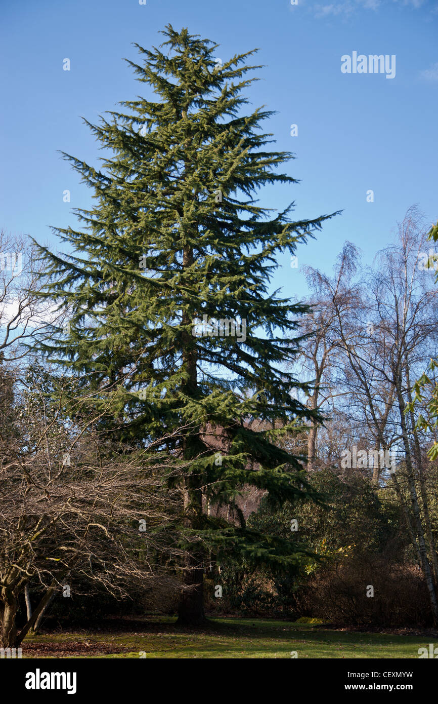 A fir tree against blue sky Stock Photo