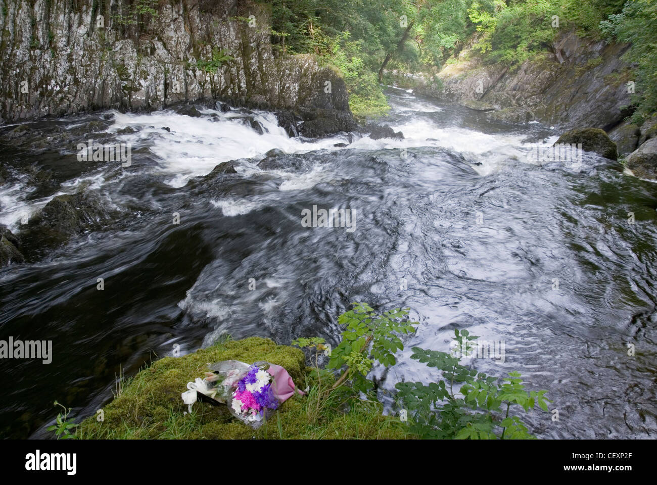 Flowers Lying Beside Afon Llugwy River in Full Spate Rushing Down Swallow Falls, Snowdonia, Betws y Coed, Wales, UK Stock Photo