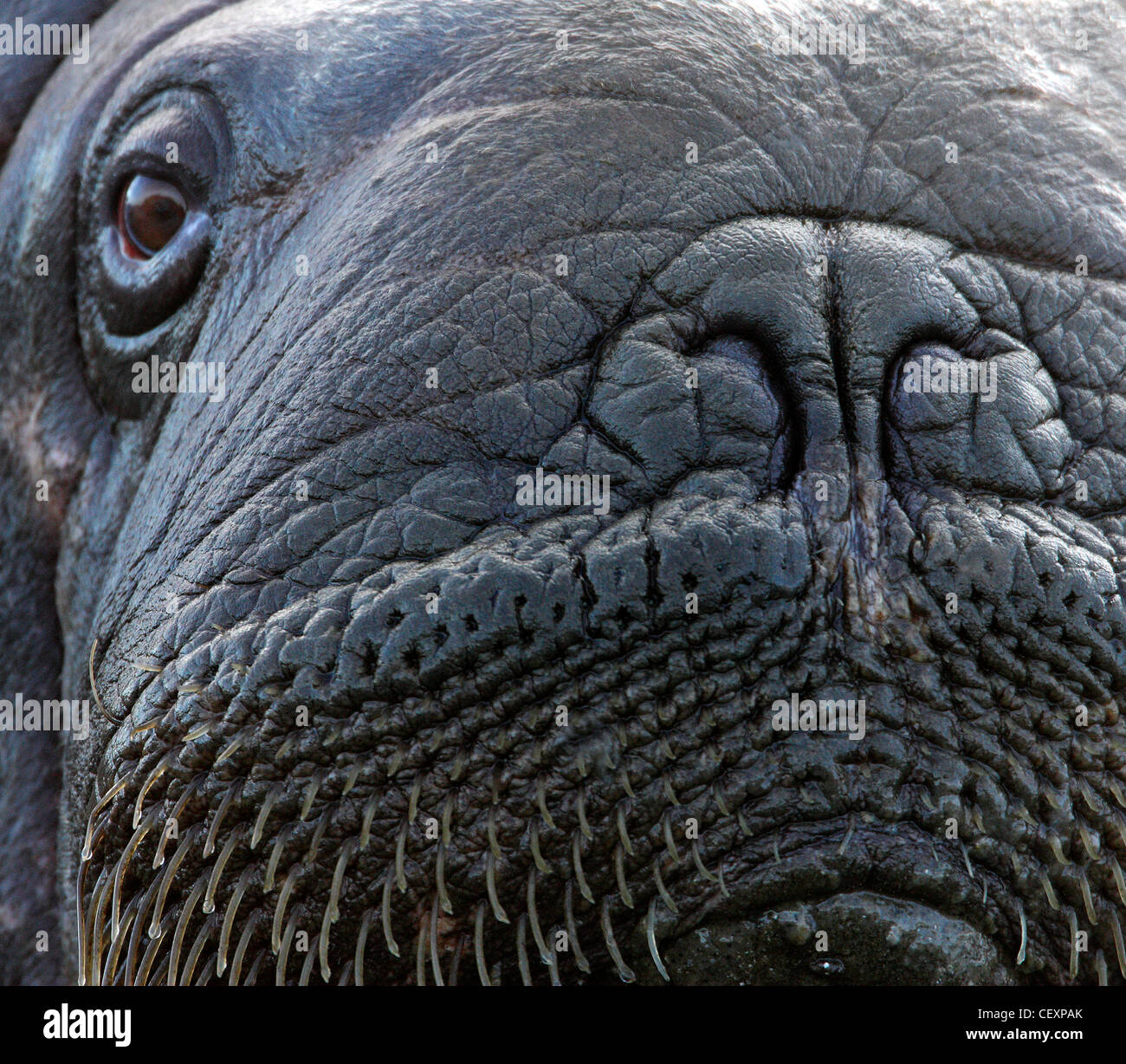 Walrus male close-up, Svalbard, Norway Stock Photo - Alamy