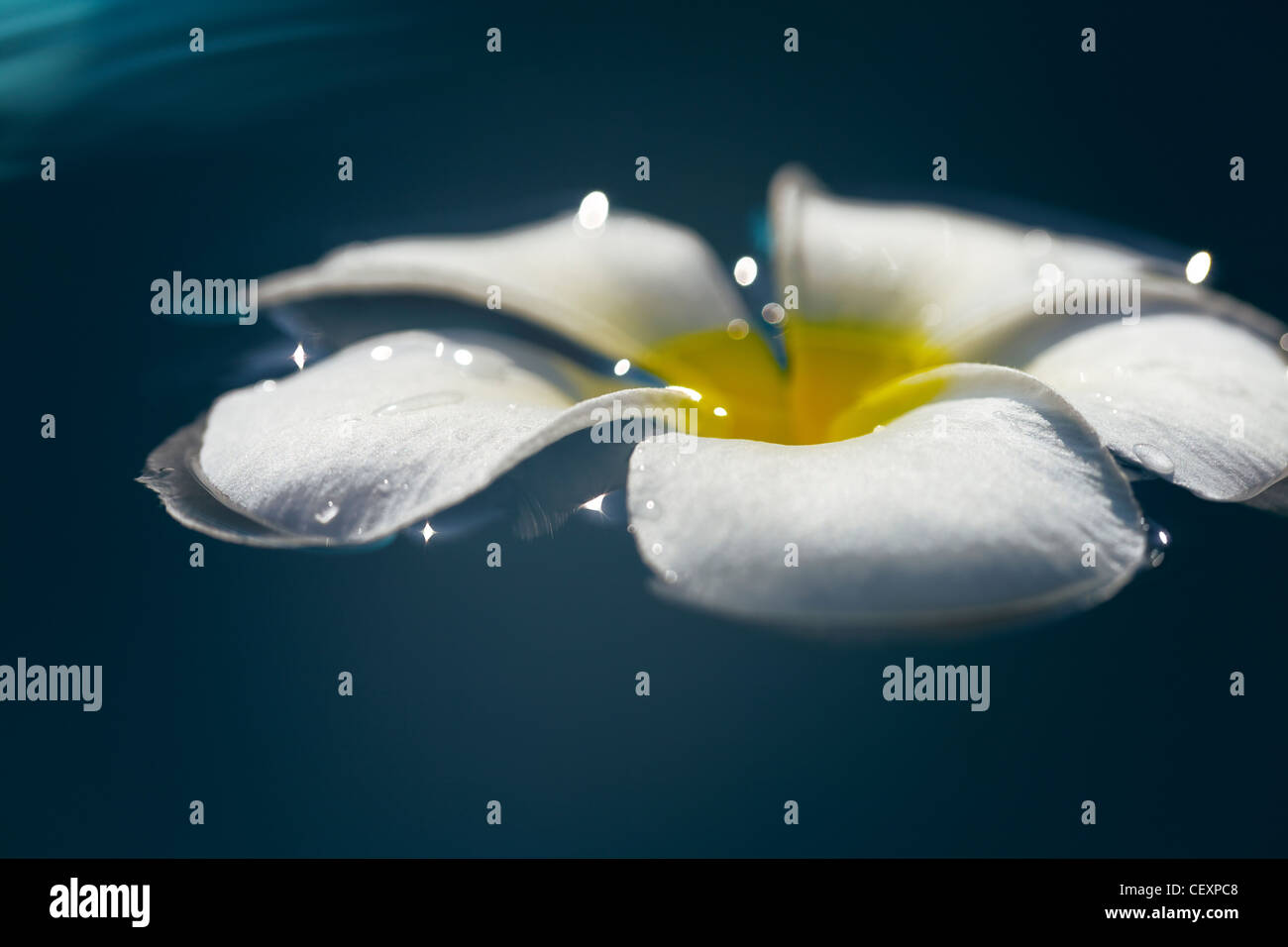 Frangipani flower in a water. Conceptual theme for spa products. Very shallow depth of field. Stock Photo