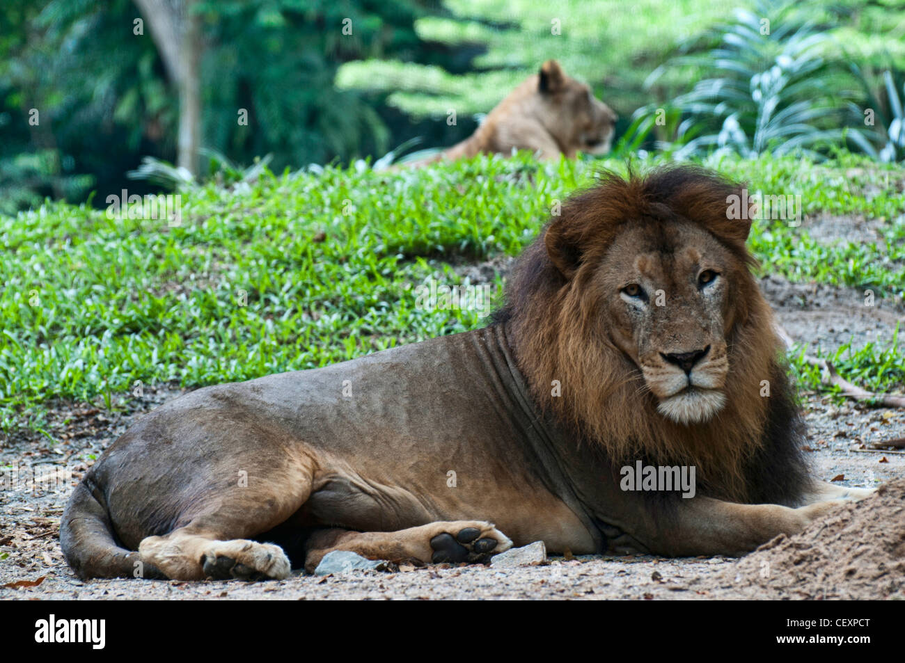Lion resting at the Singapore Zoo Stock Photo Alamy