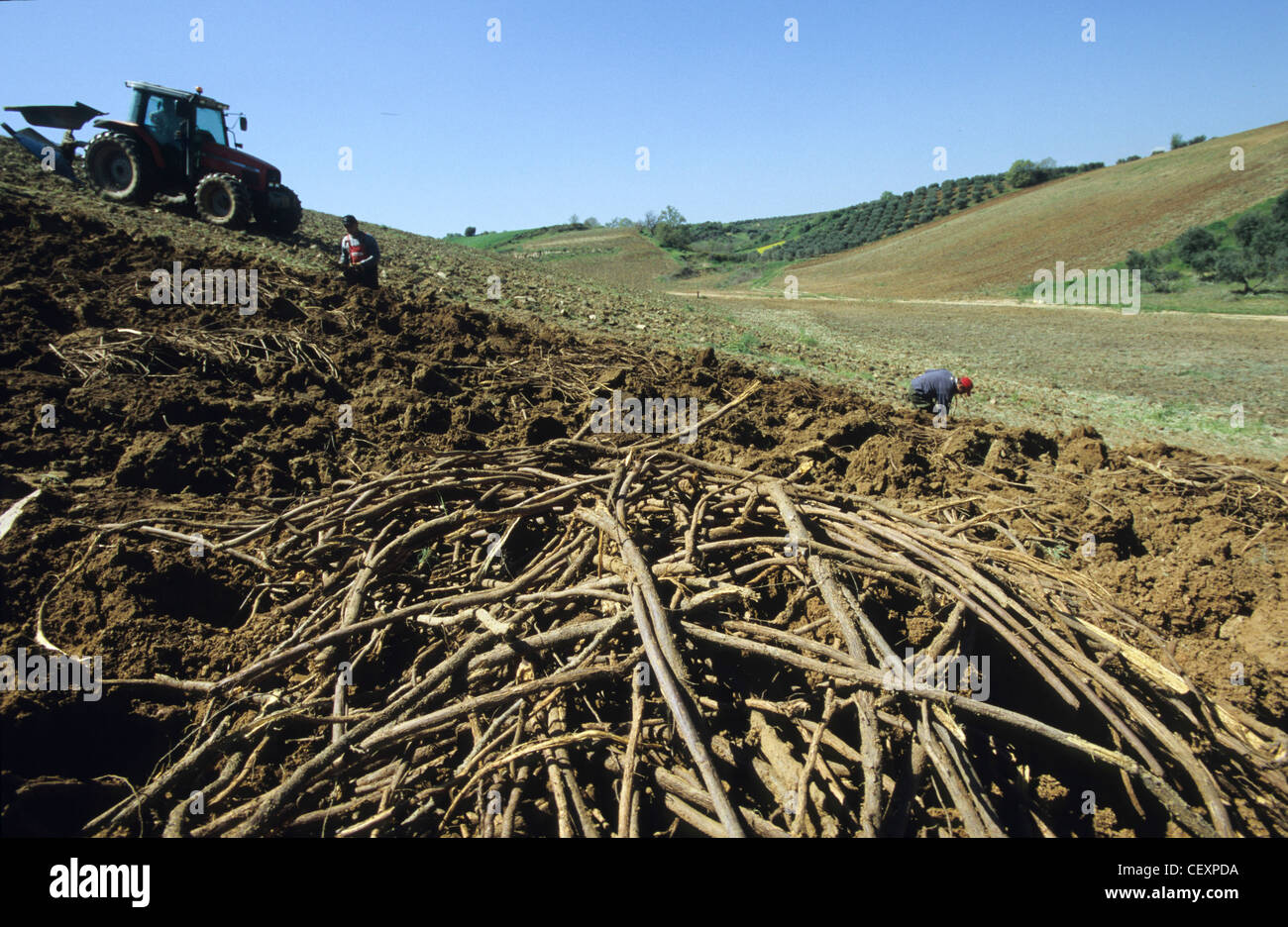 ITALY Calabria , Rossano , harvest of liquorice roots from plant