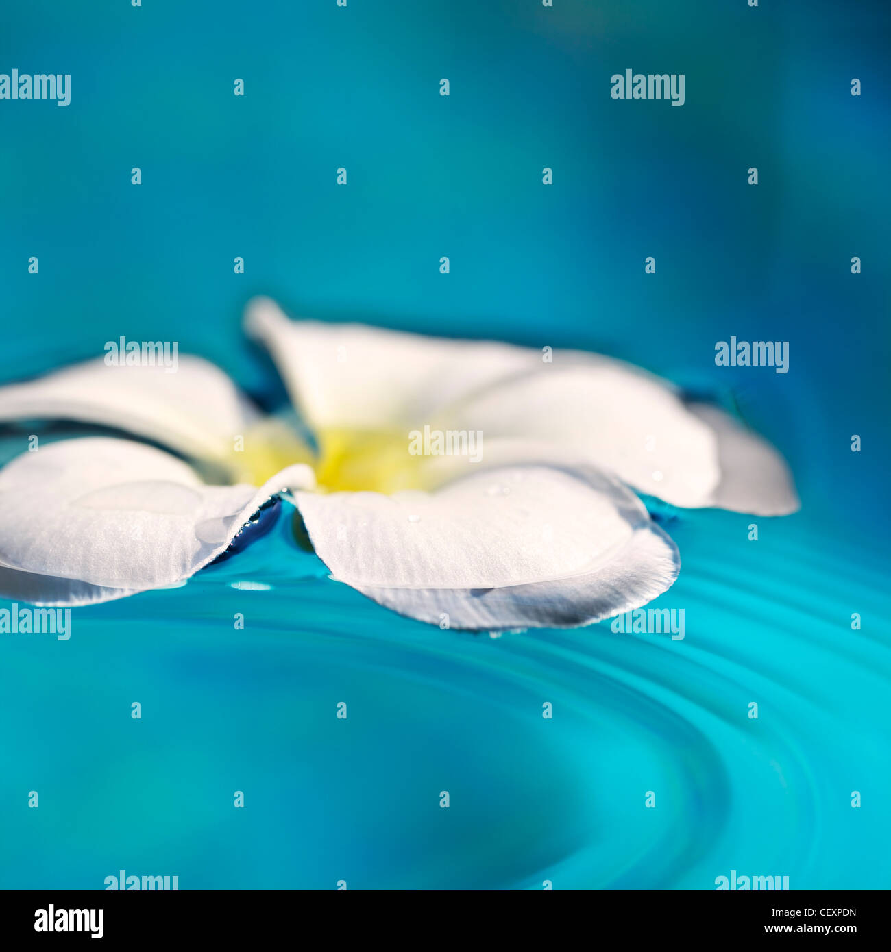 Frangipani flower in a water. Square composition. Very shallow depth of field. Stock Photo