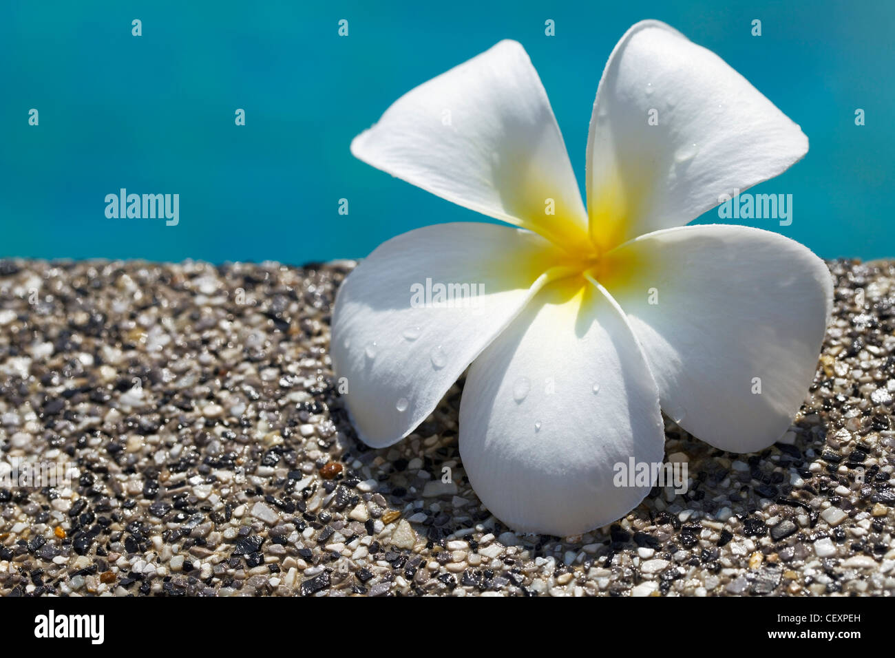 Frangipani flowers by the pool. Shallow DOF. Conceptual theme for spa products. Stock Photo