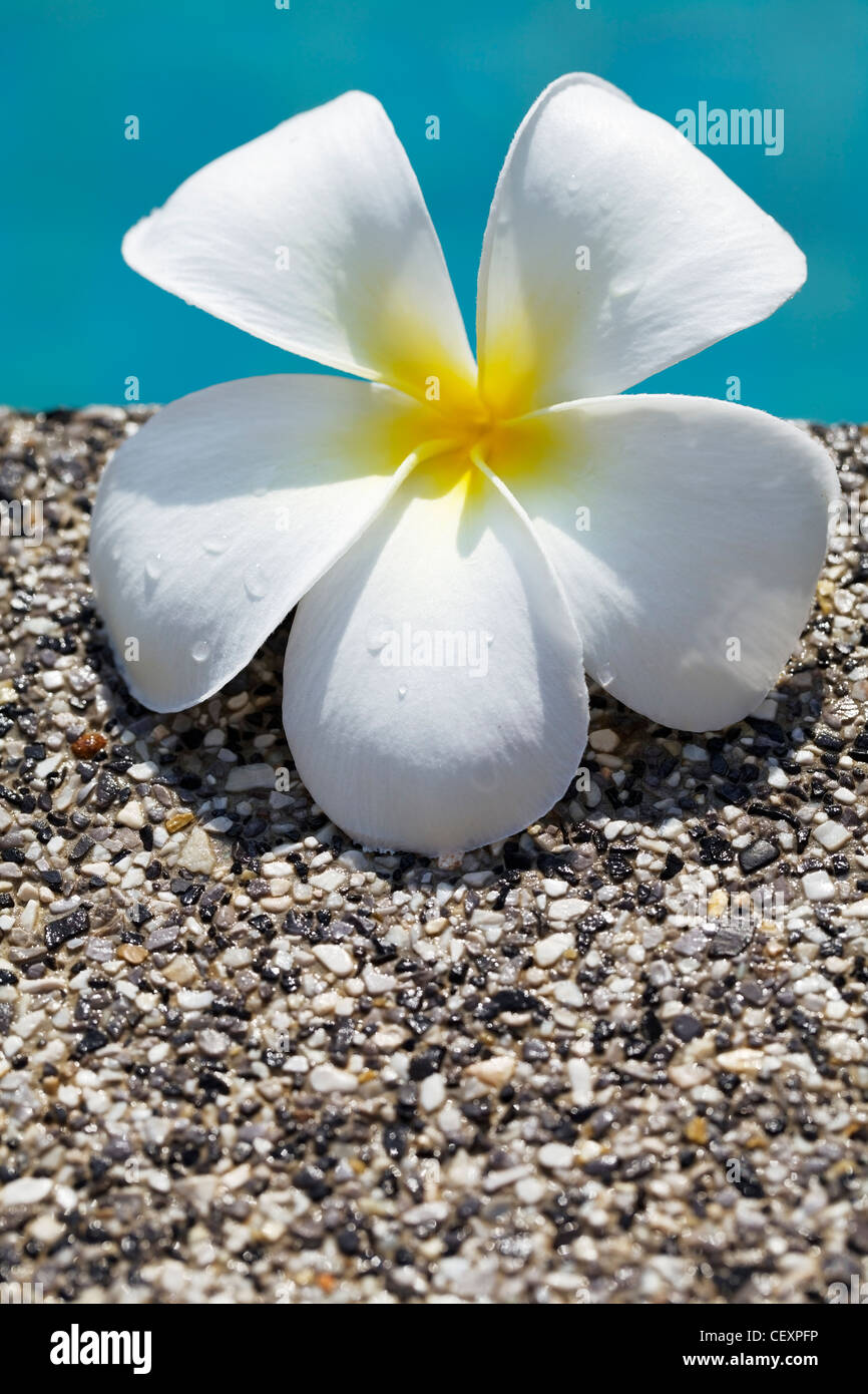 Frangipani flowers by the pool. Shallow DOF. Conceptual theme for spa products. Vertical shot. Stock Photo
