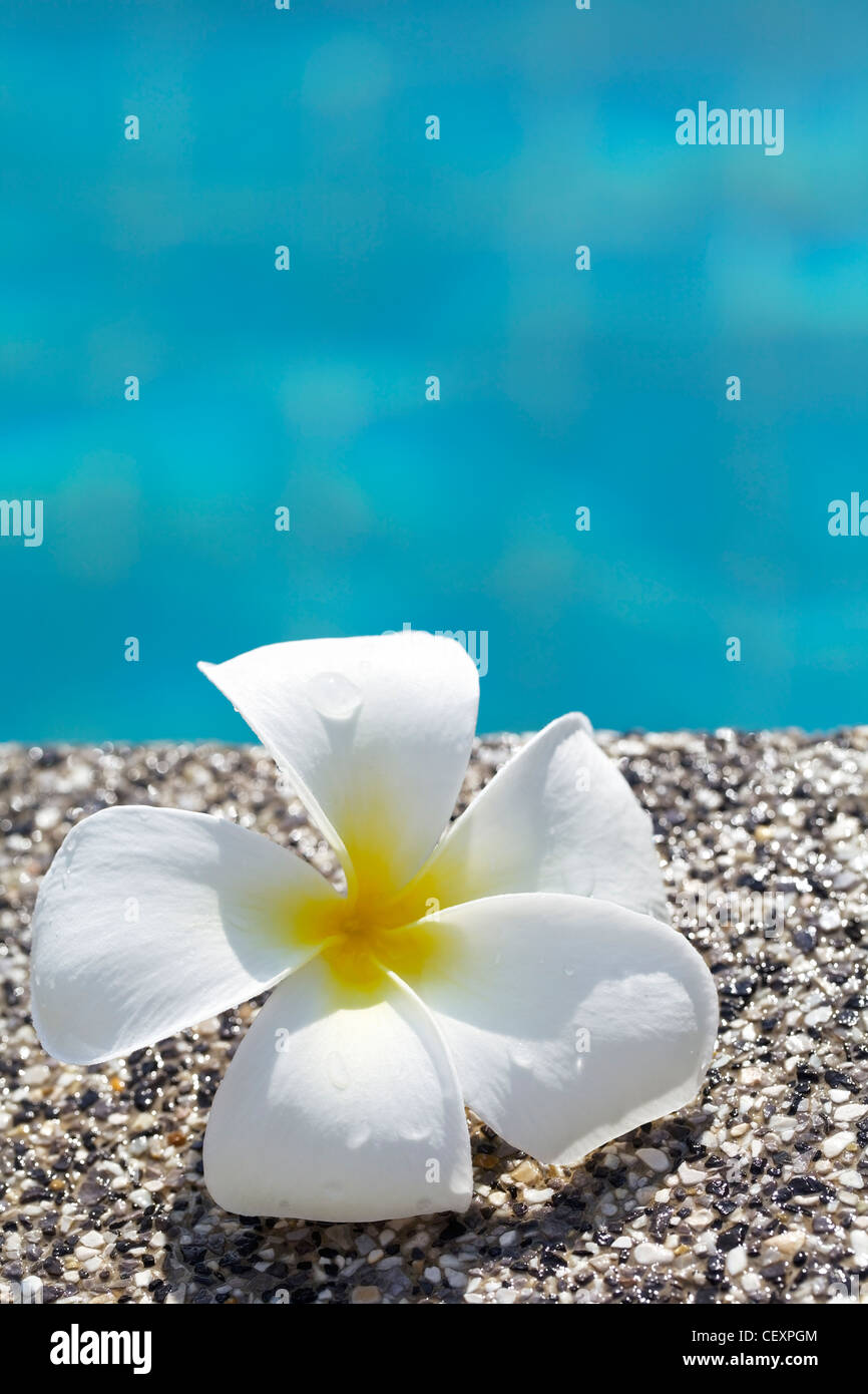 Frangipani flower by the pool. Shallow DOF. Conceptual theme for spa products. Vertical shot. Stock Photo