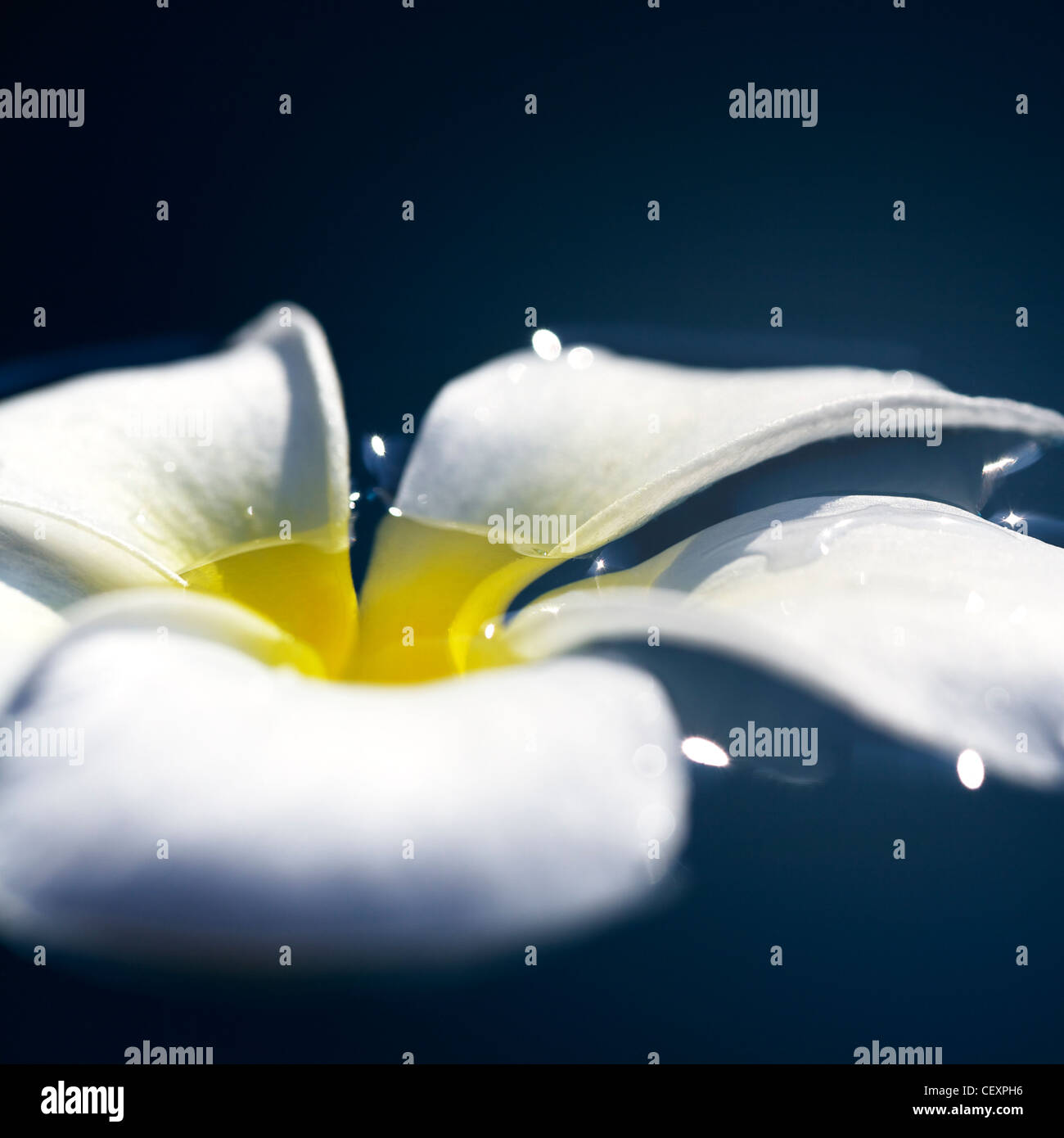 Frangipani flower in a water at night time. Conceptual theme for spa products. Very shallow depth of field.  Stock Photo