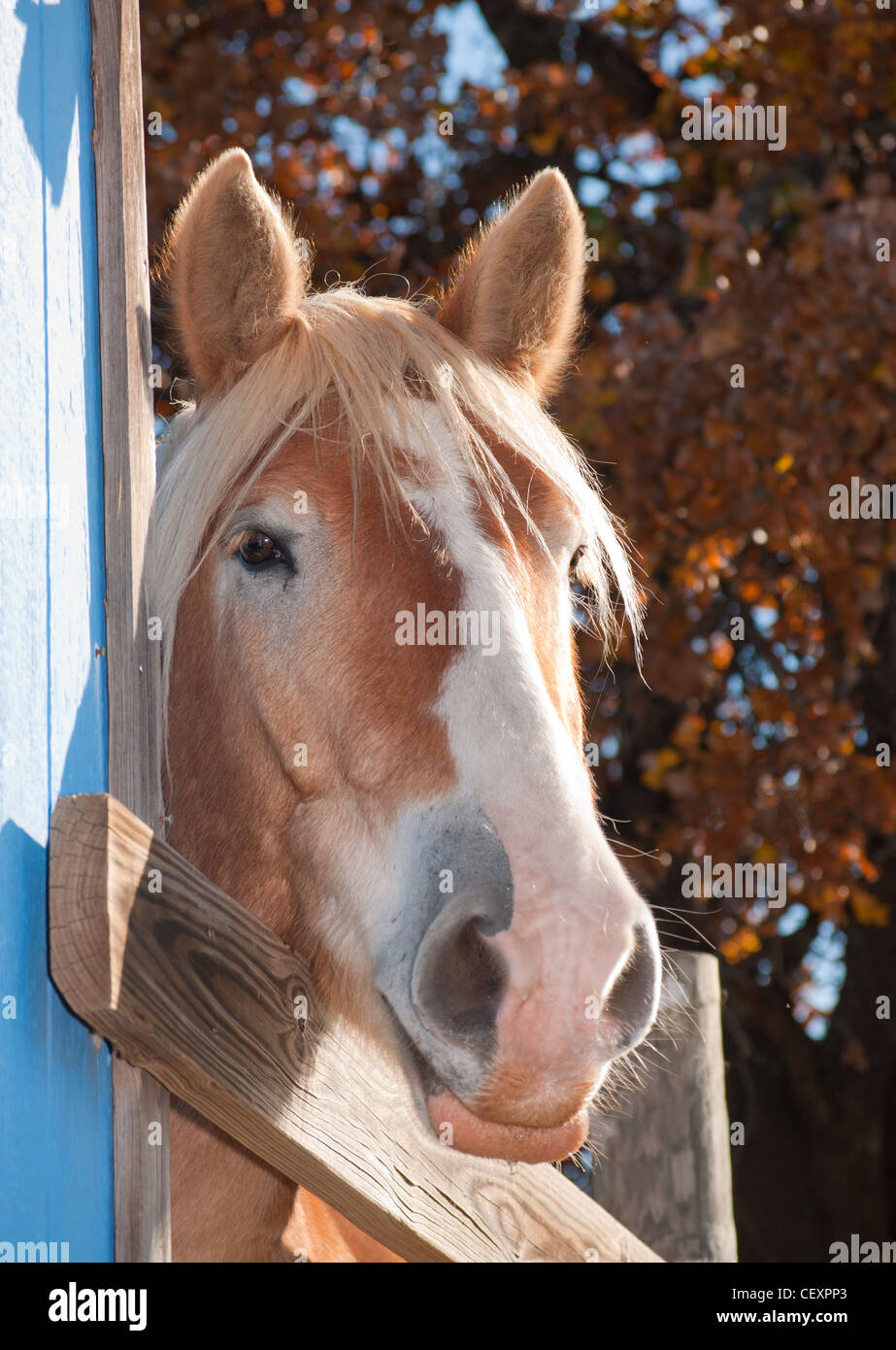 Tall Belgian draft horse peeking at the viewer from behind a blue barn Stock Photo
