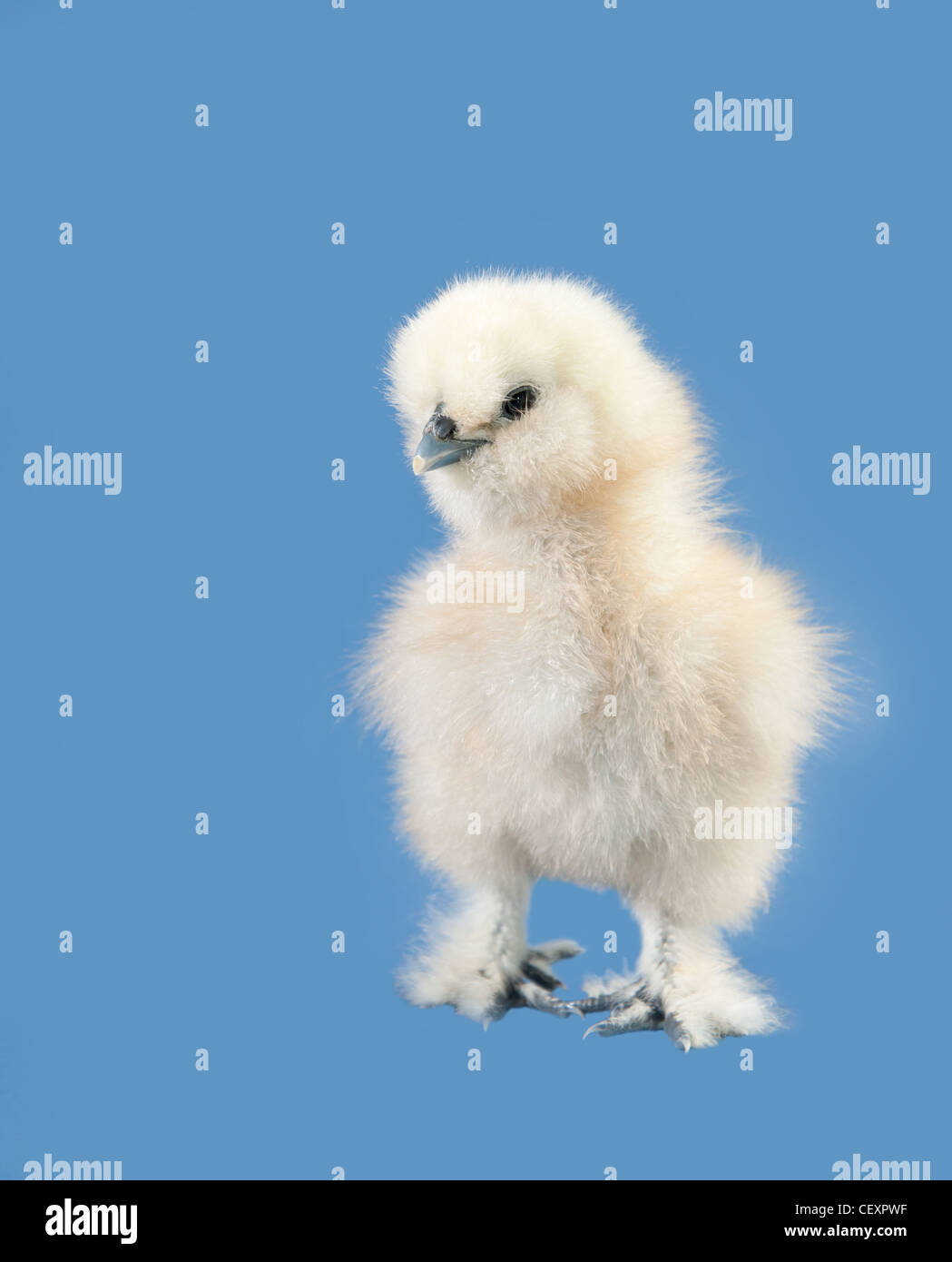 Adorable fluffy Easter chick against blue background Stock Photo