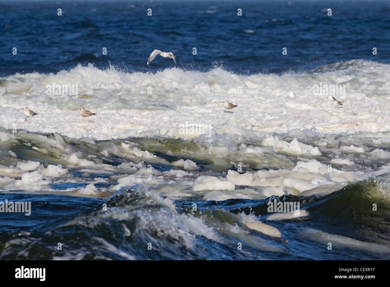 Freezing sea and seagulls Stock Photo