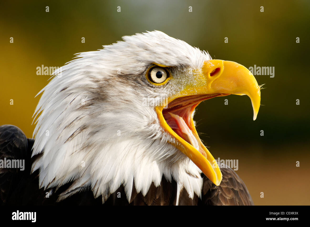 An American Bald Eagle with its beak open Stock Photo