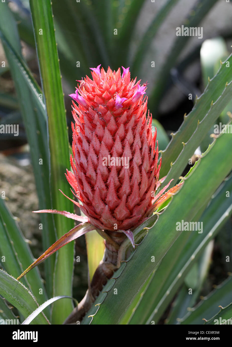 Pineapple, Ananas bracteatus, Bromeliaceae. Brazil and Paraguay, South America. Stock Photo