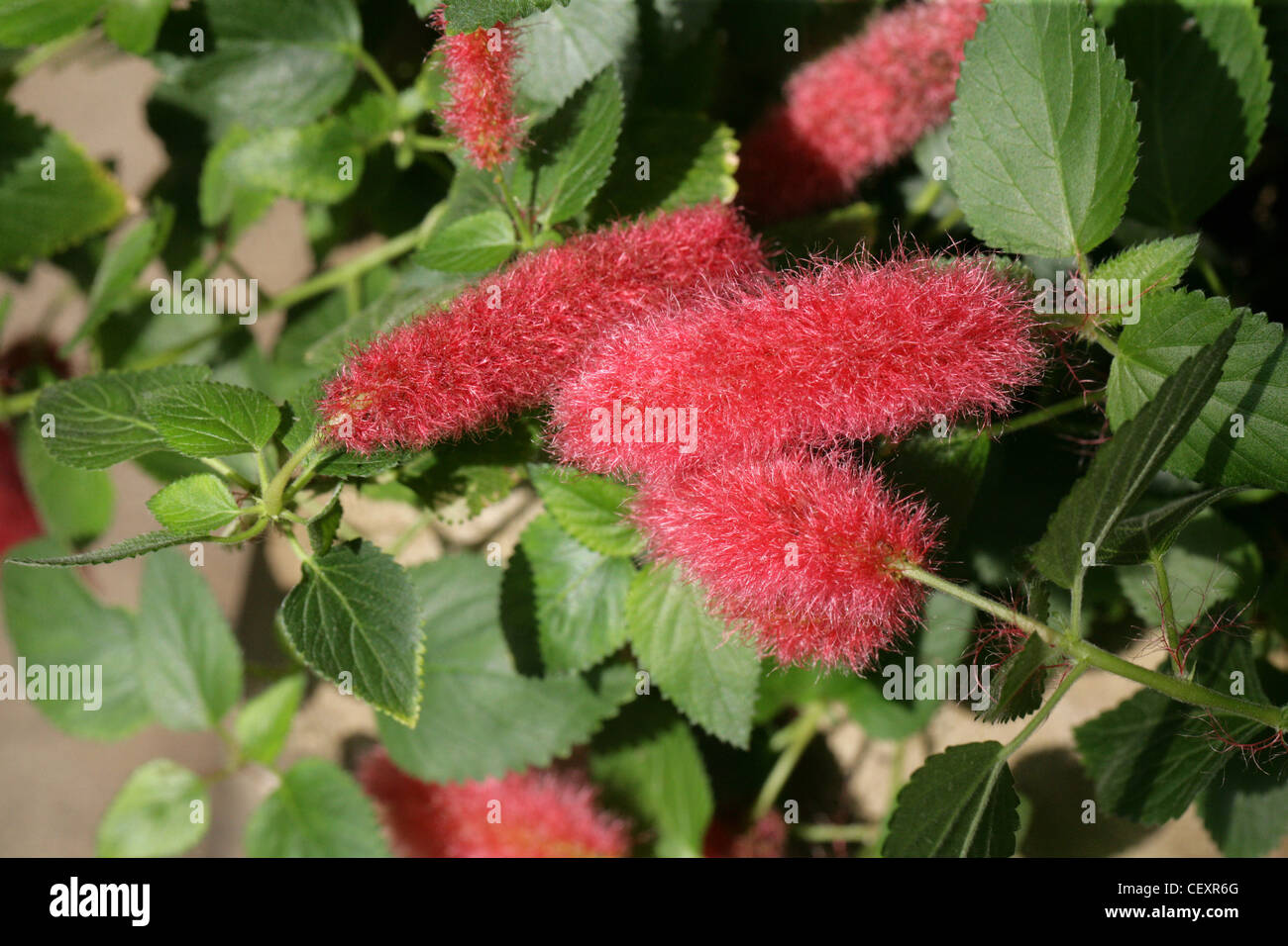 Dwarf or Trailing Chenille Plant, Strawberry Firetails, Red-Hot Cat's Tail, Kitten's Tail, Acalypha pendula, Euphorbiaceae. Stock Photo