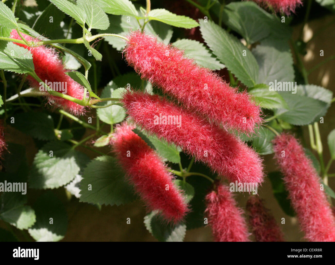 Dwarf or Trailing Chenille Plant, Strawberry Firetails, Red-Hot Cat's Tail, Kitten's Tail, Acalypha pendula, Euphorbiaceae. Stock Photo