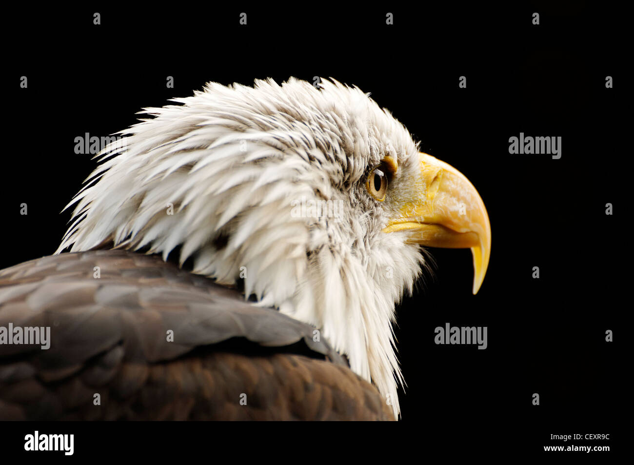 A portrait of an American Bald Eagle Stock Photo