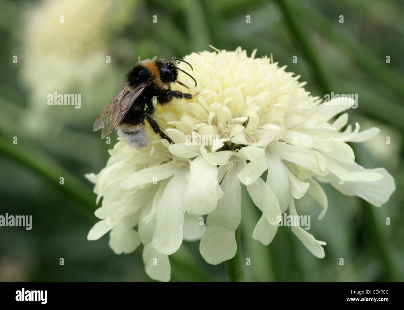 Heath Bumble-bee, Bombus jonellus, Apinae, Apidae, Hymenoptera on Mourning-Bride, Pincushion Flower, Scabius, Scabios songarica. Stock Photo