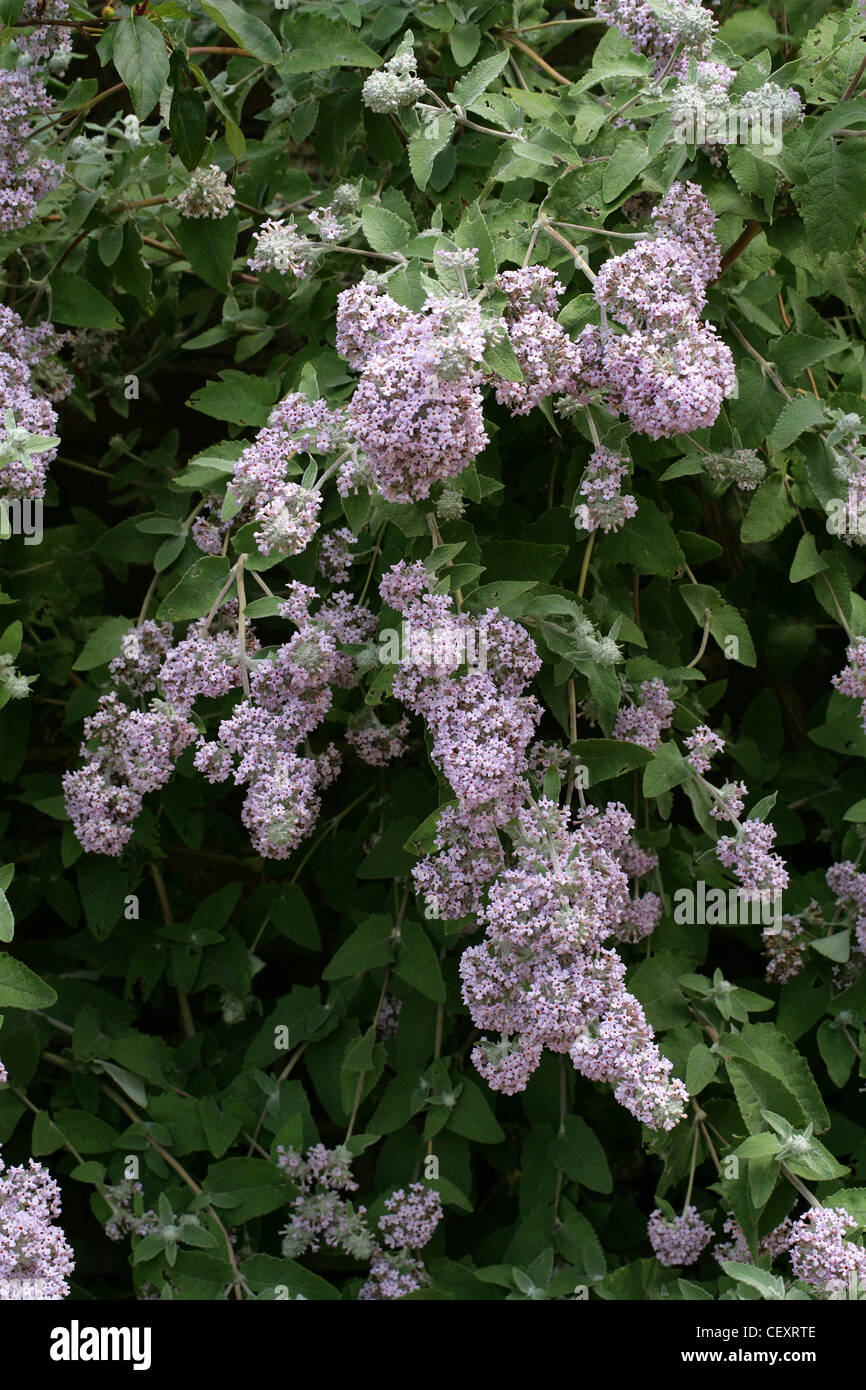 Himalayan Butterfly Bush, Buddleja crispa, Scrophulariaceae. Native to Afghanistan, Bhutan, North India, Nepal, Pakistan, China. Stock Photo