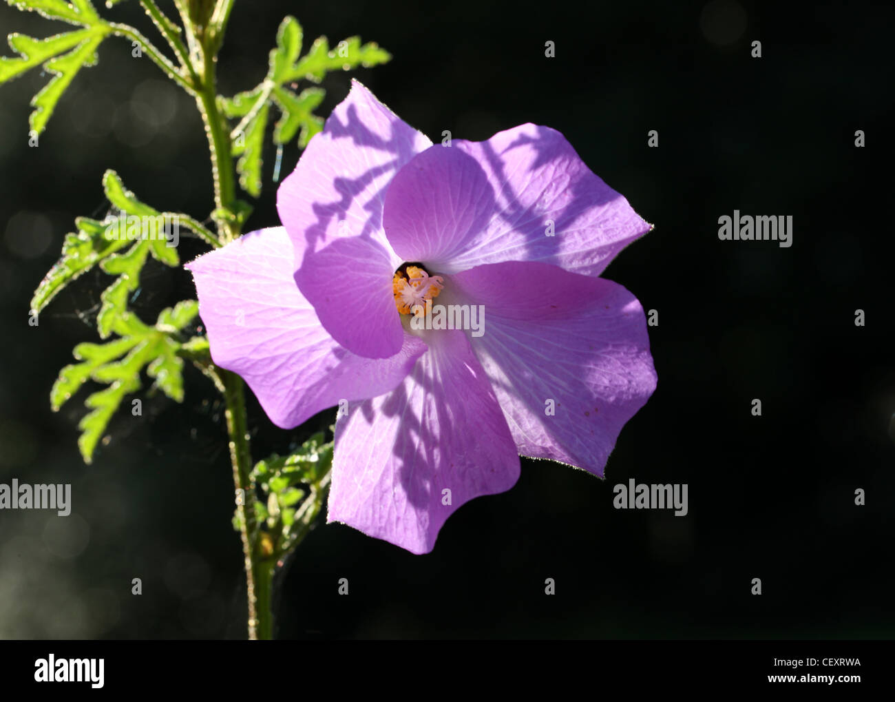 Blue Hibiscus, Alyogyne huegelii, Malvaceae. Australia, Mexico, USA. Aka Australian Hibiscus, Blue-Flowered Australian Hibiscus. Stock Photo