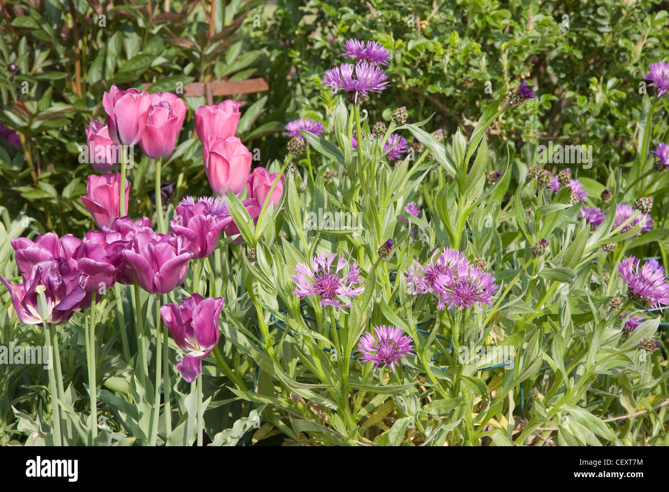 The Moat Garden Spring border centaurea (Perennial Cornflower, Mountain Cornflower, Bachelors Button, Montane Knapweed Stock Photo
