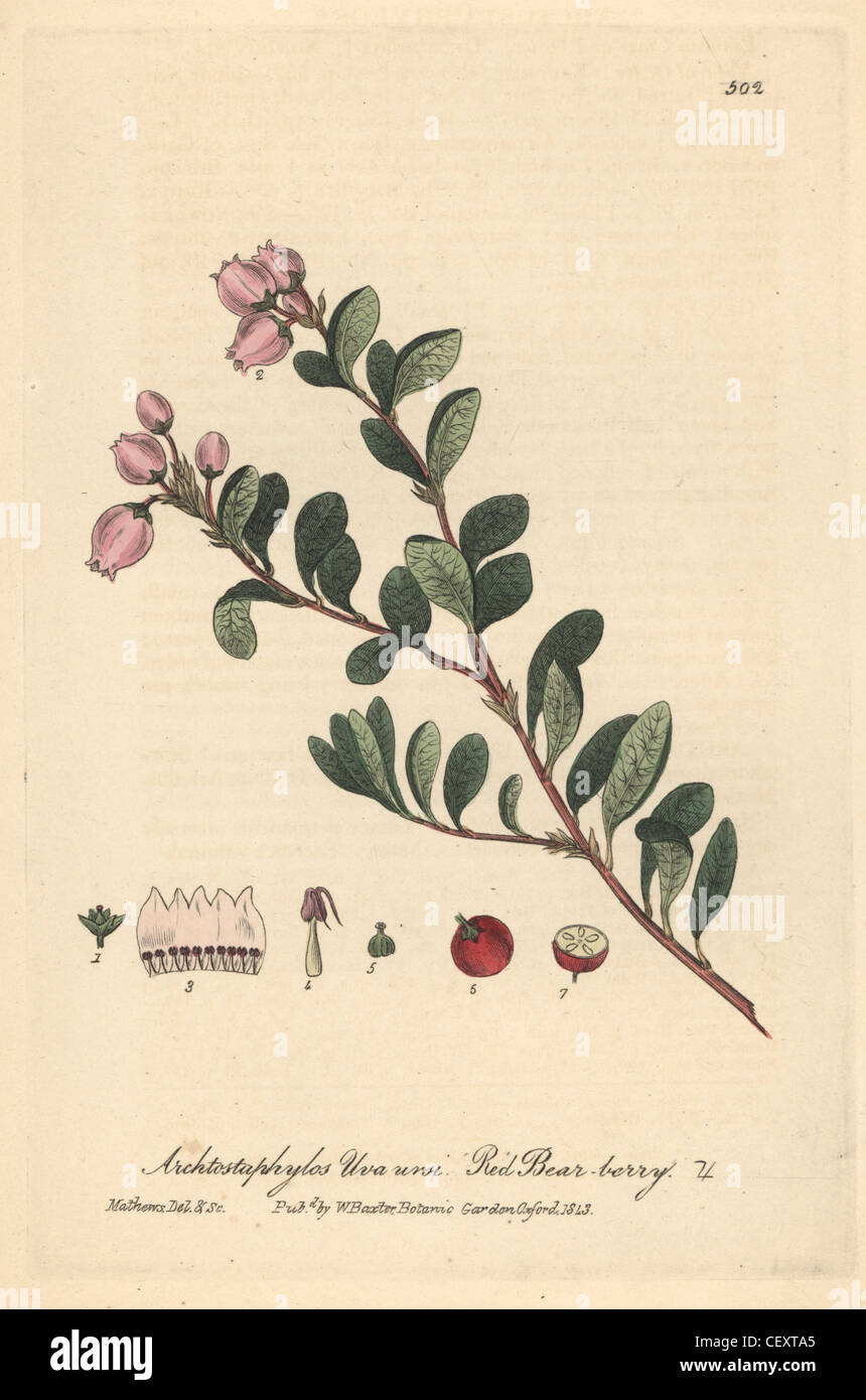 Red bear-berry, Arctostaphylos uva ursi. Stock Photo