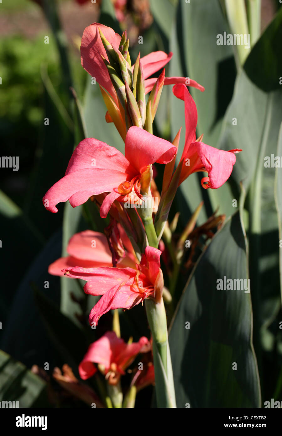 Narrow-Leaved Canna Lily ('Roi Humbert'), Canna glauca, Cannaceae. South America. Aka Louisiana Canna, Maraca Amarilla. Stock Photo