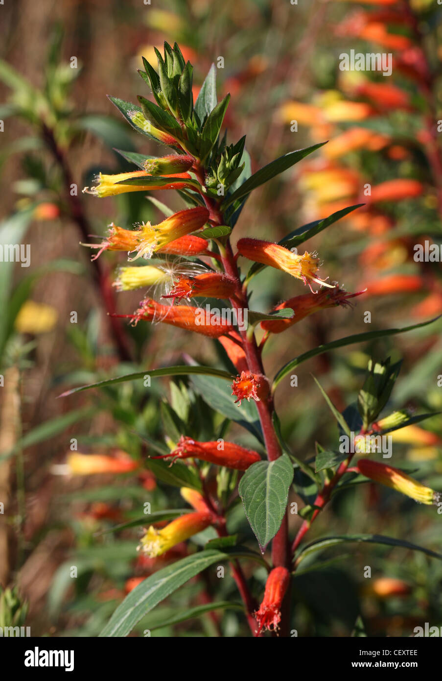 Candy Corn Plant, Cuphea melvilla, Lythraceae. South America. Native to Swamps in Guayana, and in Fort Zeland, Island of Esseque Stock Photo
