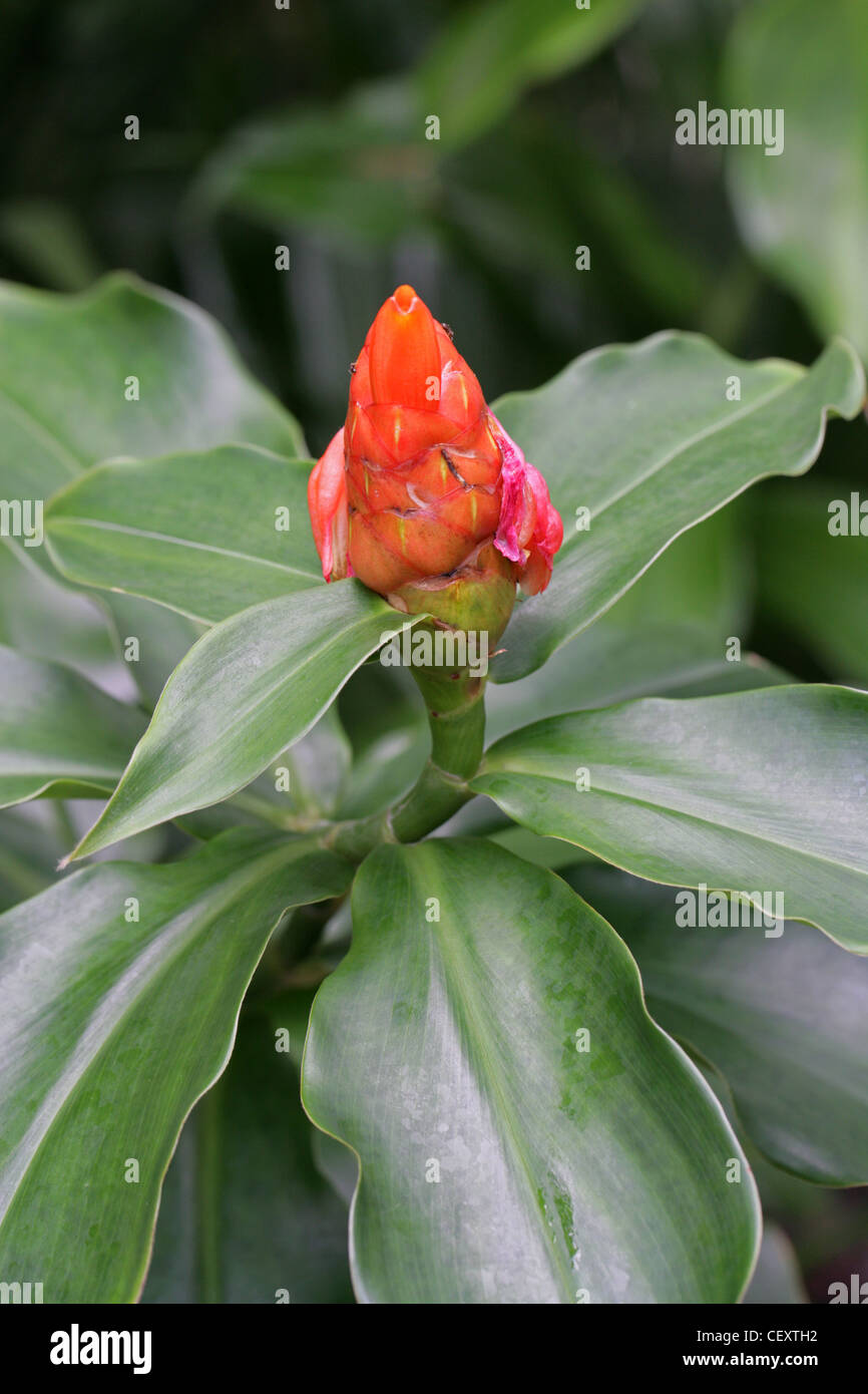 Costus scaber, Costaceae, Tropical North, South and Central America. Related to Ginger Family and Often Called Spiral Gingers. Stock Photo