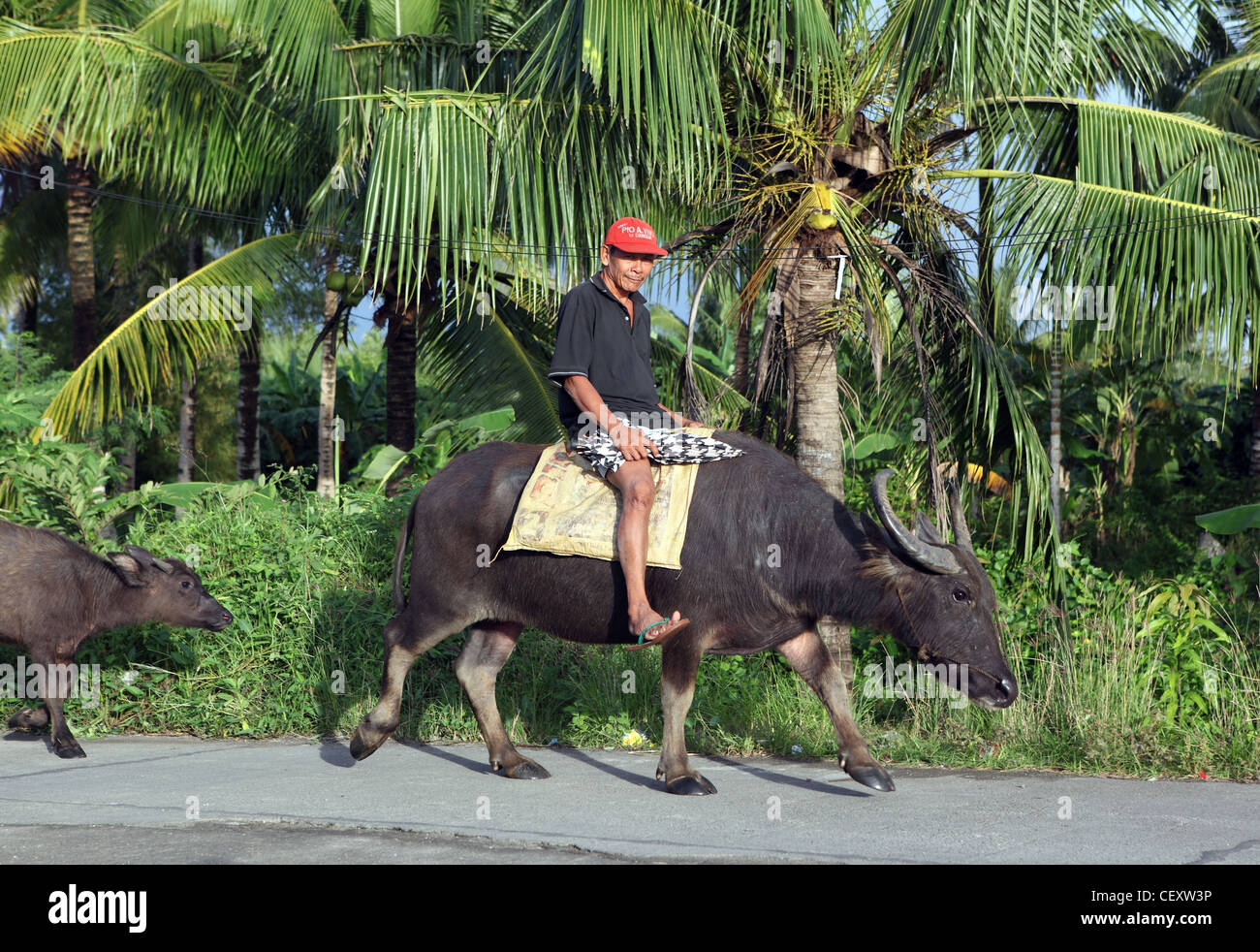 Man riding on water buffalo. Donsol, Sorsogon, Luzon, Albay, Bicol, Philippines, South-East Asia, Asia Stock Photo