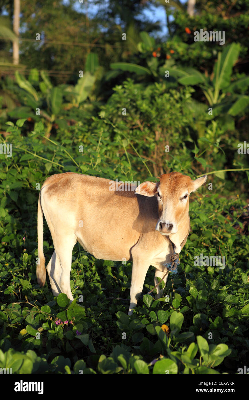 Young cow grazing near the beach. Donsol, Sorsogon, Luzon, Albay, Bicol, Philippines, South-East Asia, Asia Stock Photo