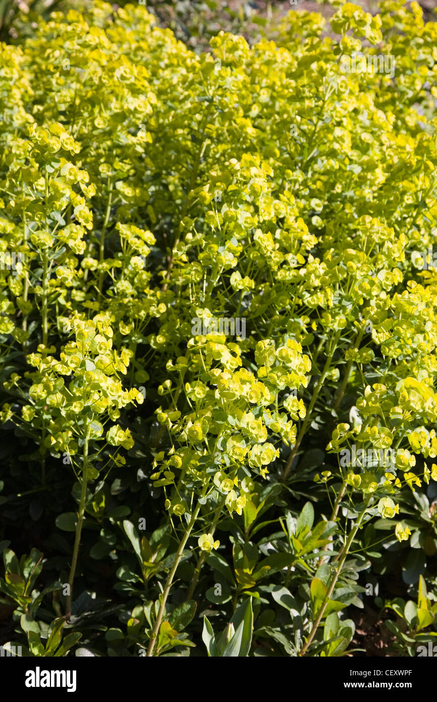 The Salutation Garden in Sandwich, Kent, England Detail image of yellow Siberian Spurge
