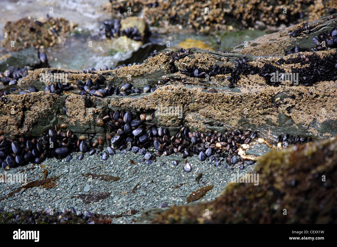 Live shells and oysters in the National park of Ushuaia in Argentina
