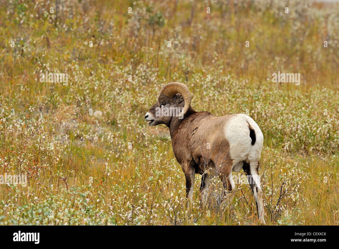 A rocky mountain bighorn sheep in autumn grass. Stock Photo