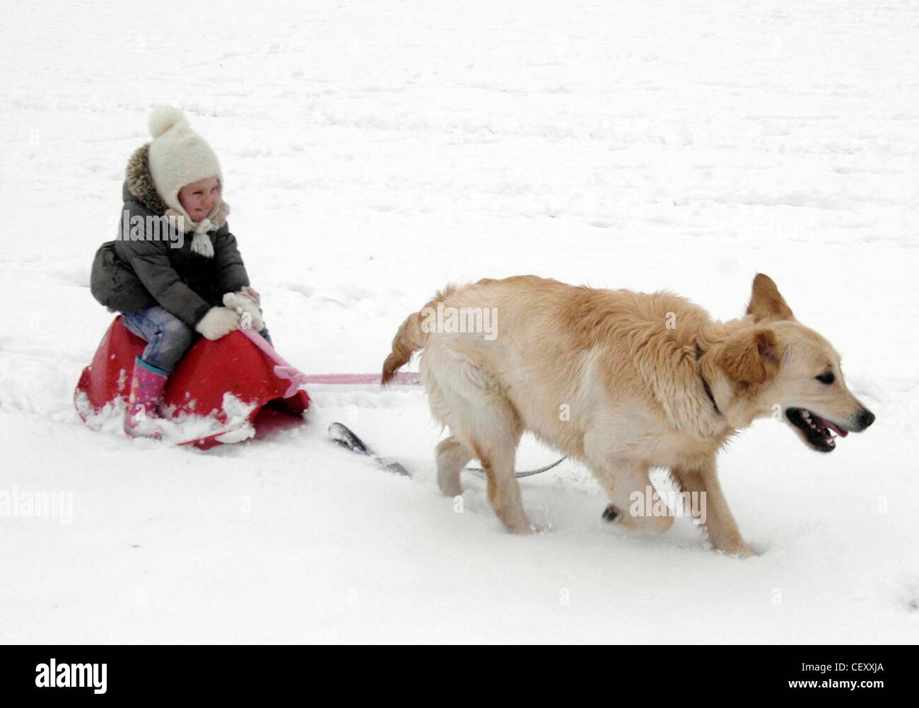 How Do I Stop My Puppy From Pulling On My Clothes