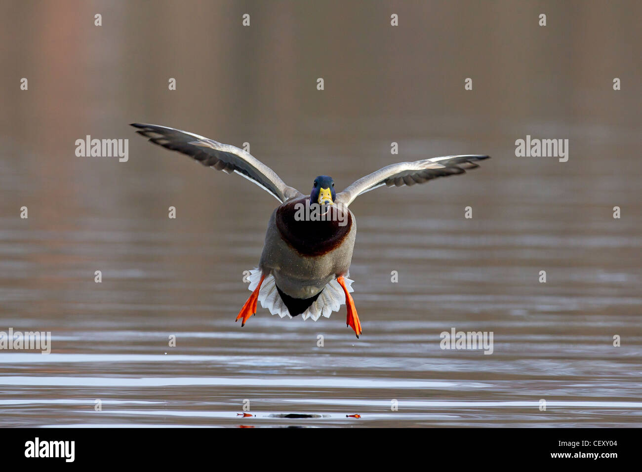 Mallard / Wild Duck (Anas platyrhynchos) drake landing on lake Stock Photo