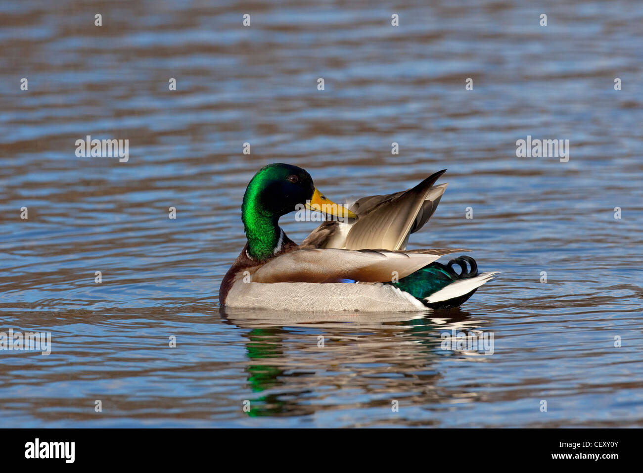 Mallard / Wild Duck (Anas platyrhynchos) drake preening feathers on lake Stock Photo