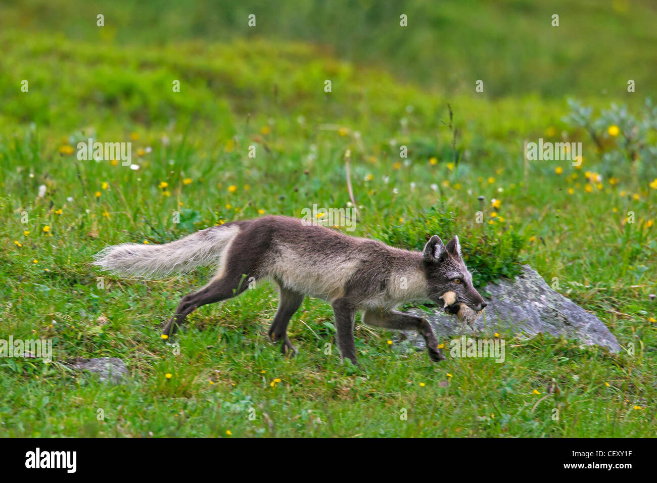 Arctic fox (Vulpes lagopus) running with caught Norway lemming (Lemmus lemmus) in mouth on the tundra, Lapland, Sweden Stock Photo