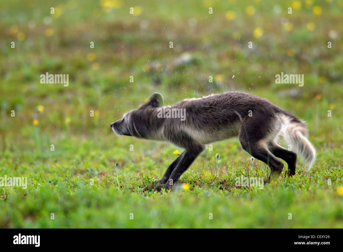 Wet Arctic fox (Vulpes lagopus / Alopex lagopus) shaking water off fur to dry after rain on the tundra in summer, Lapland Sweden Stock Photo