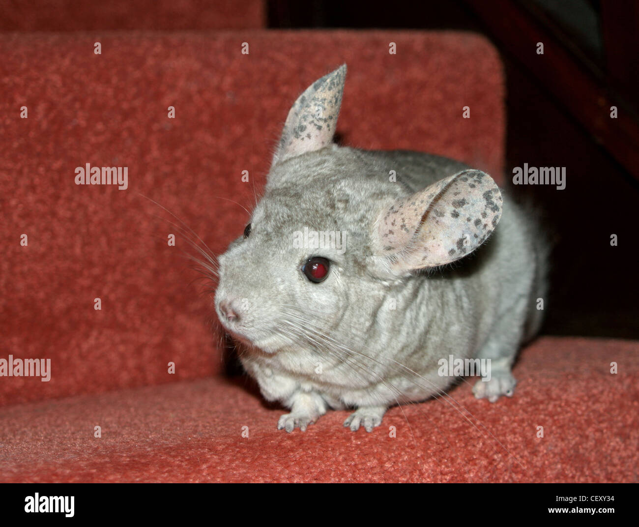 Beige chinchilla hi-res stock photography and images - Alamy