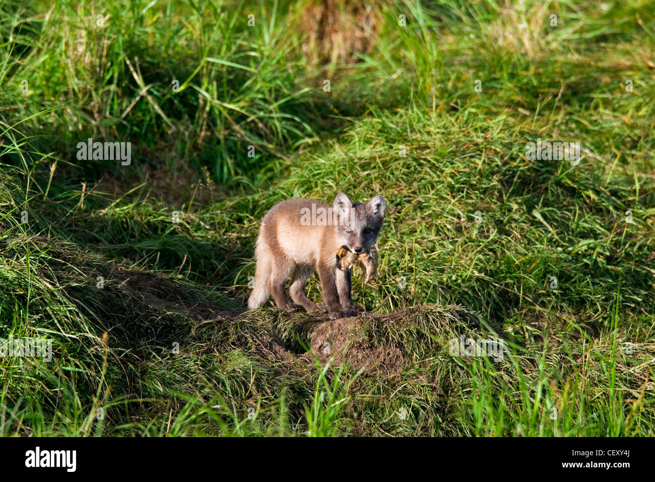 Arctic fox (Vulpes lagopus) cub with caught Norway lemming (Lemmus lemmus) in mouth on the tundra, Lapland, Sweden Stock Photo