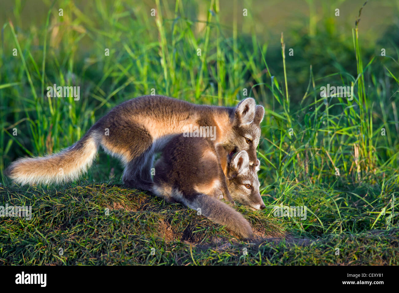 Arctic fox (Vulpes lagopus / Alopex lagopus) cubs playing at den on the tundra in summer, Lapland, Sweden Stock Photo