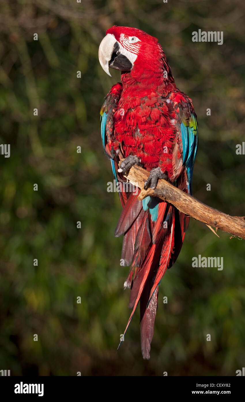Red and Green Macaw (ara chloroptera) Stock Photo