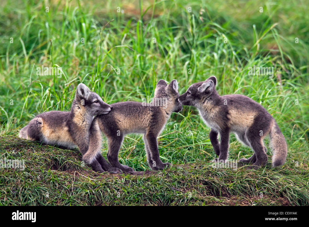 Arctic fox (Vulpes lagopus / Alopex lagopus) cubs at den on the tundra