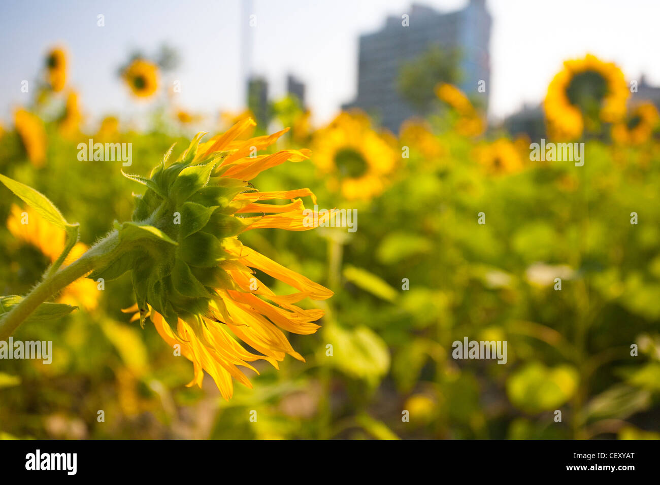 Sunflowers under the sun with blue sky Stock Photo - Alamy
