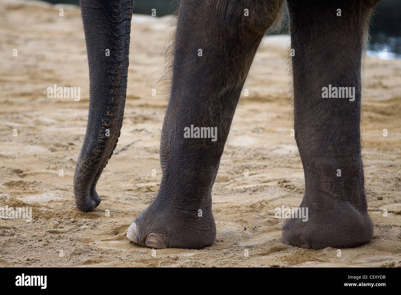 Asian Elephant in Captivity Elephas maximus Stock Photo Alamy