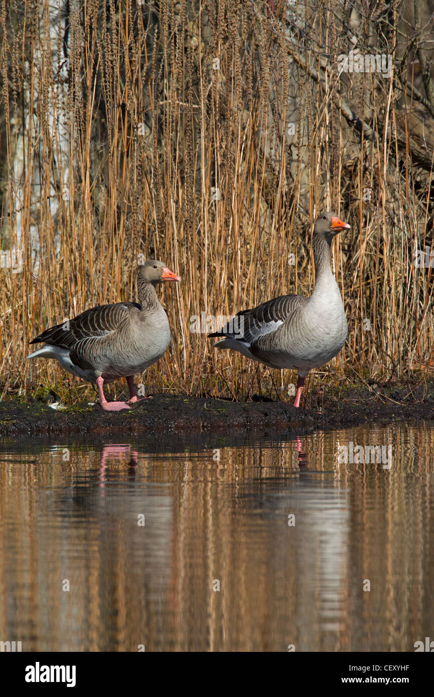 Greylag geese / graylag goose (Anser anser) resting on bank of lake, Germany Stock Photo